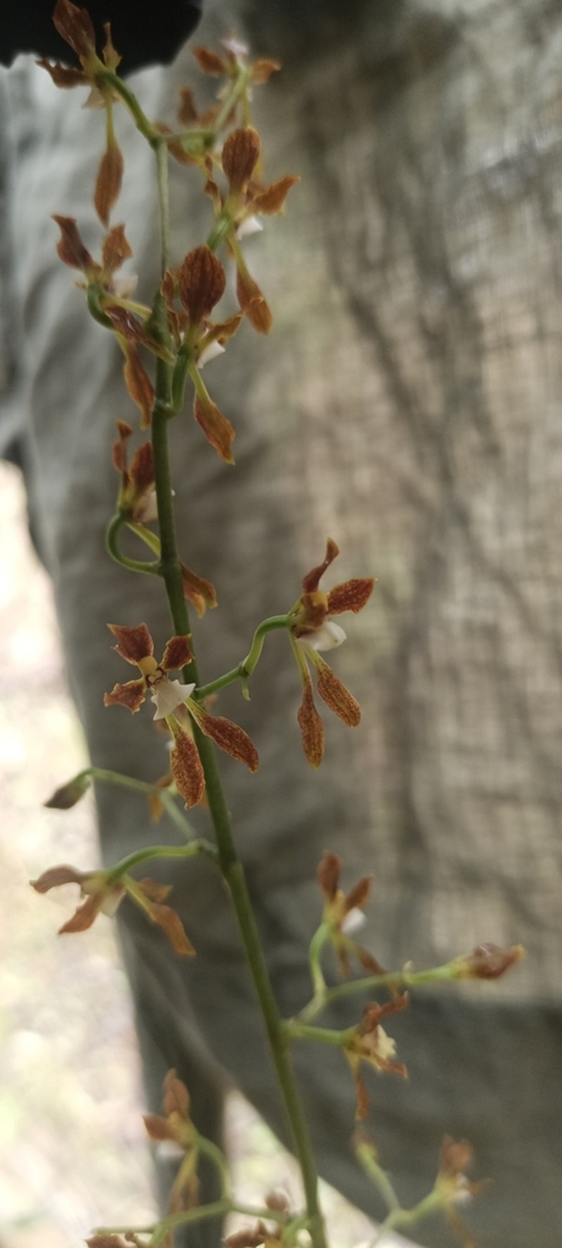 Cyrtochilum myanthum photo 5