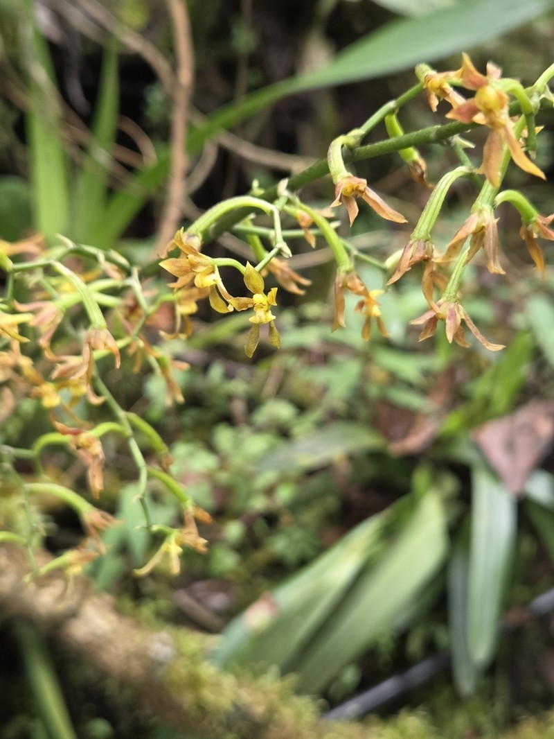 Cyrtochilum myanthum photo 6
