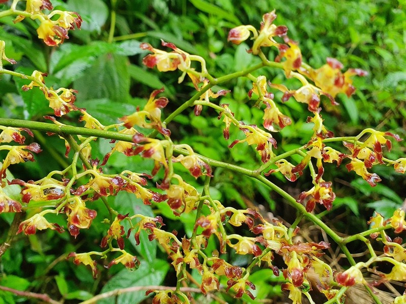 Cyrtochilum myanthum photo 7