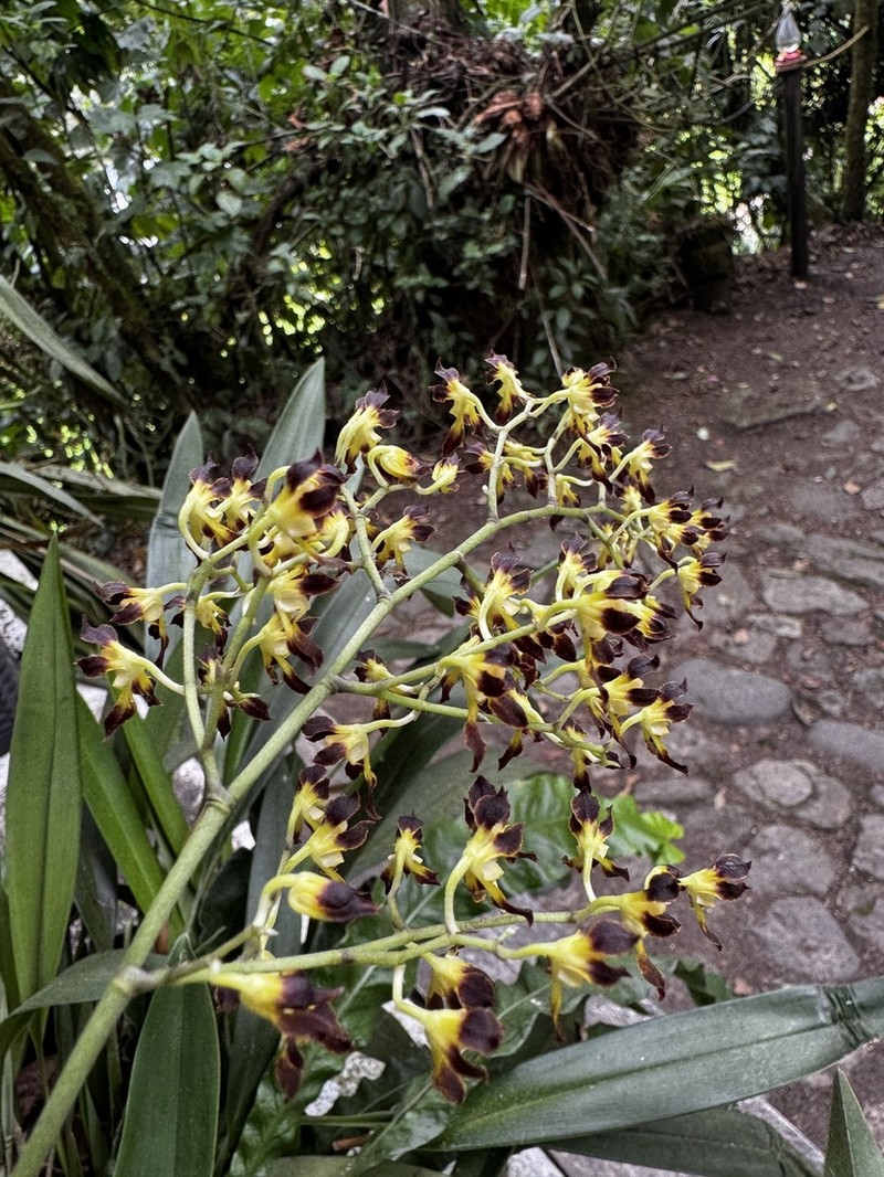 Cyrtochilum myanthum photo 8