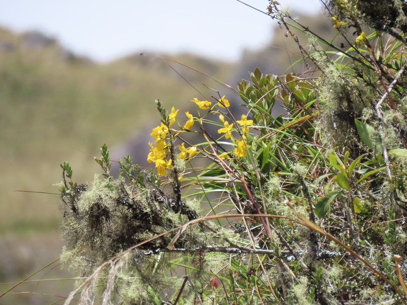 Cyrtochilum mystacinum
