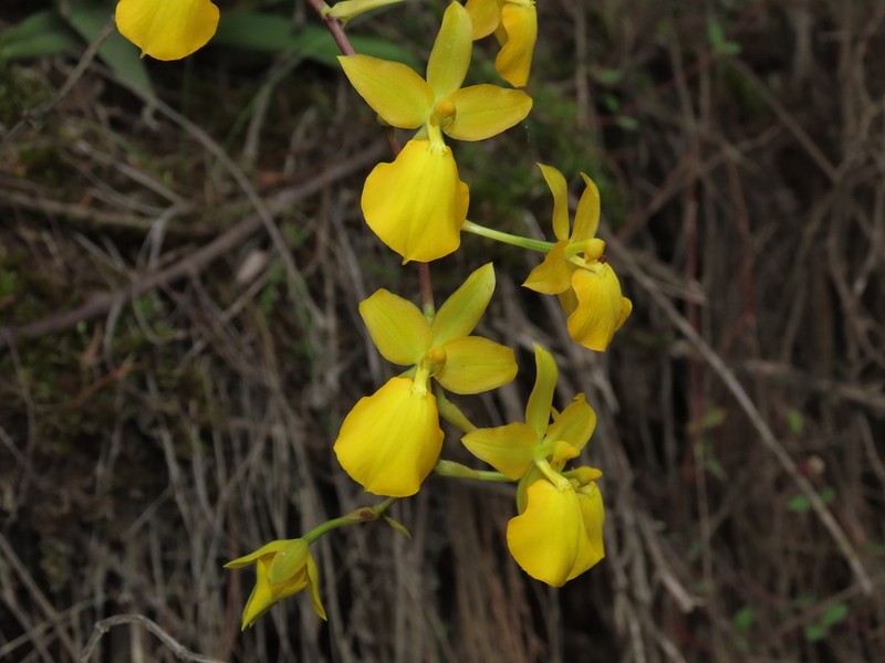 Cyrtochilum mystacinum photo 2