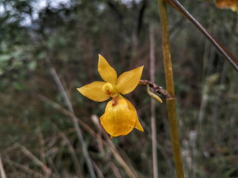 Cyrtochilum mystacinum photo 3