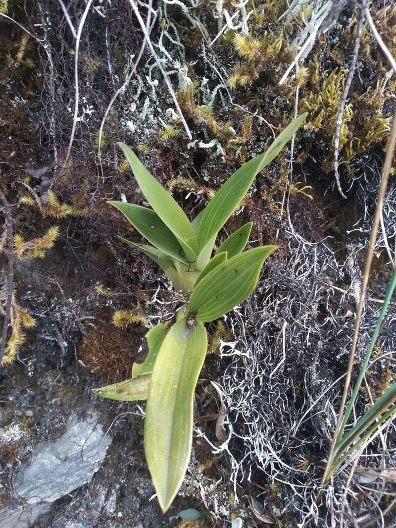 Cyrtochilum mystacinum photo 4