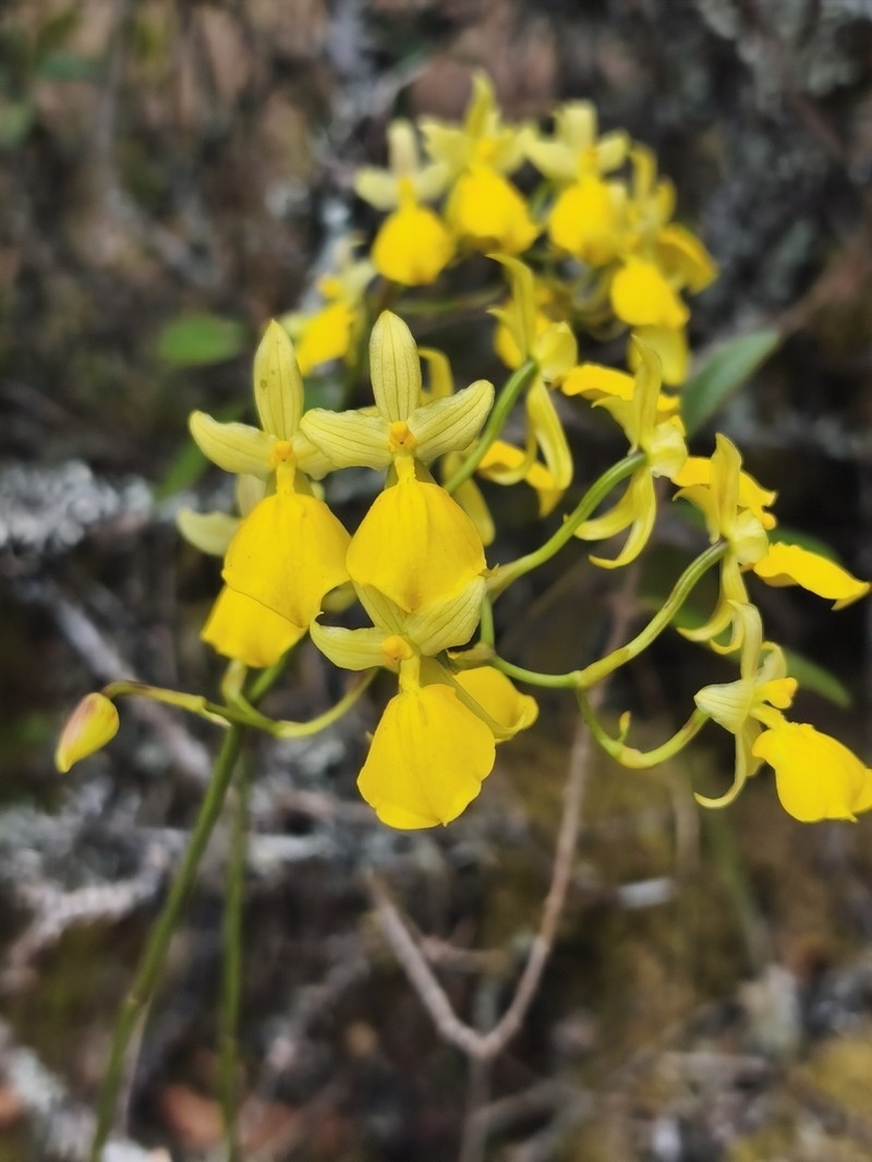 Cyrtochilum mystacinum photo 5