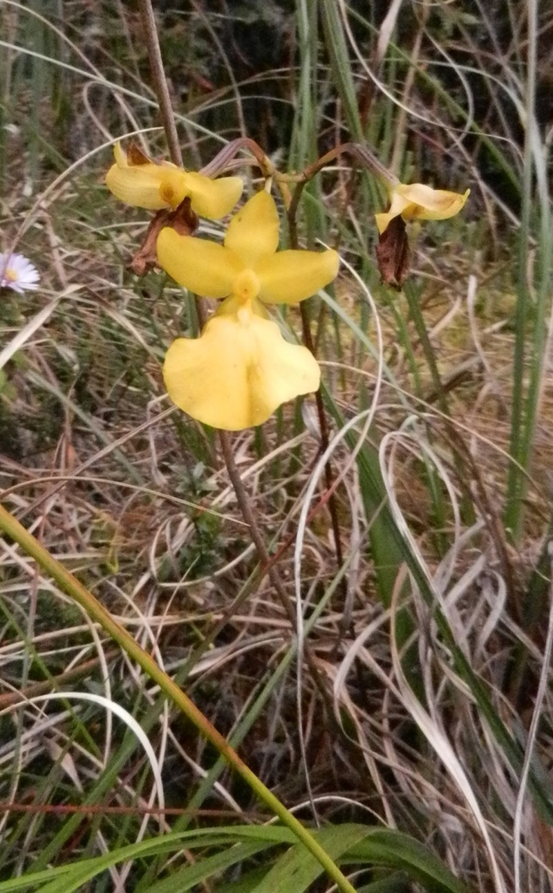 Cyrtochilum mystacinum photo 6