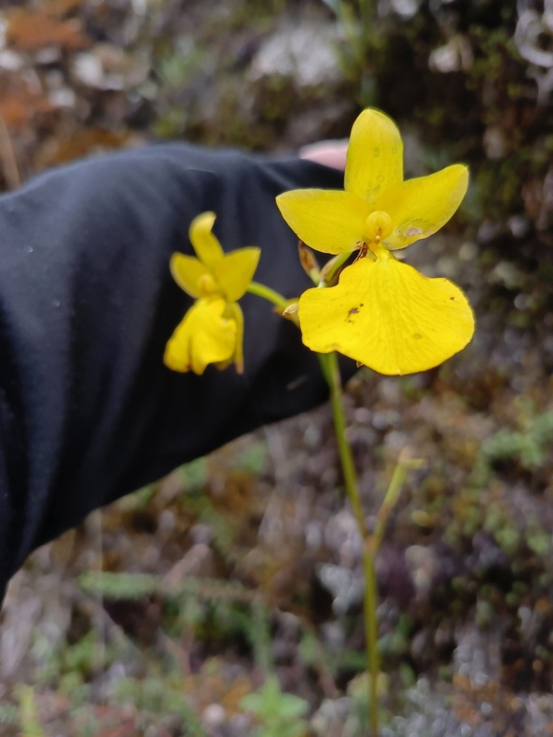 Cyrtochilum mystacinum photo 7