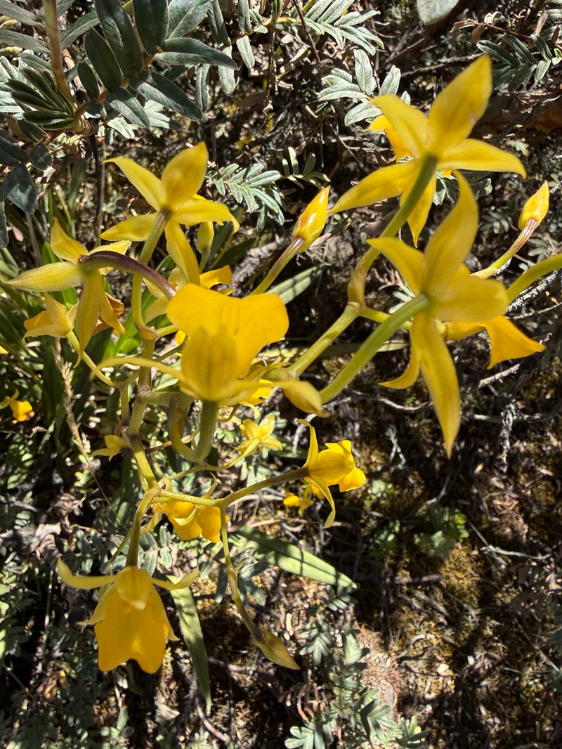 Cyrtochilum mystacinum photo 8