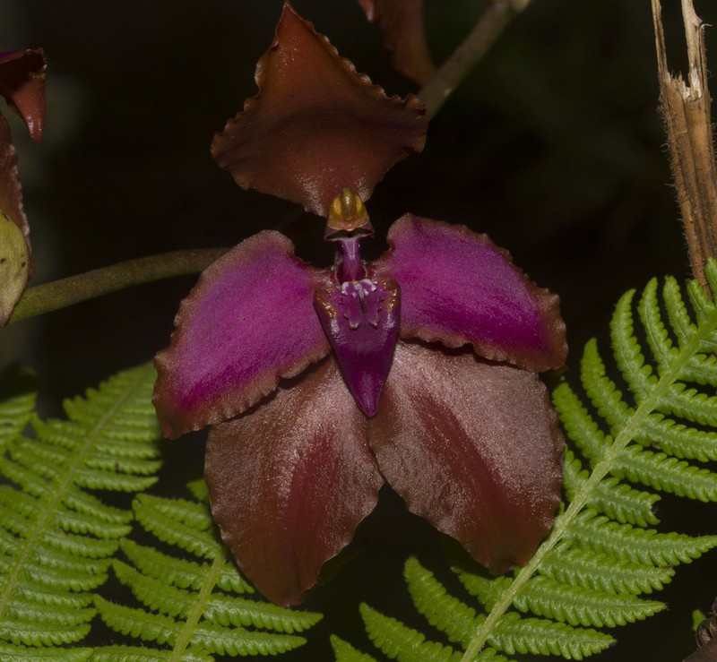 Cyrtochilum orgyale