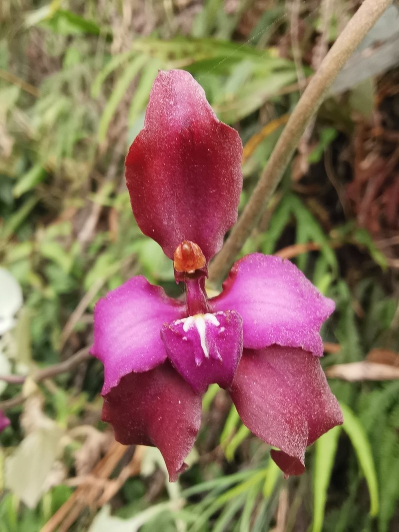 Cyrtochilum orgyale photo 2