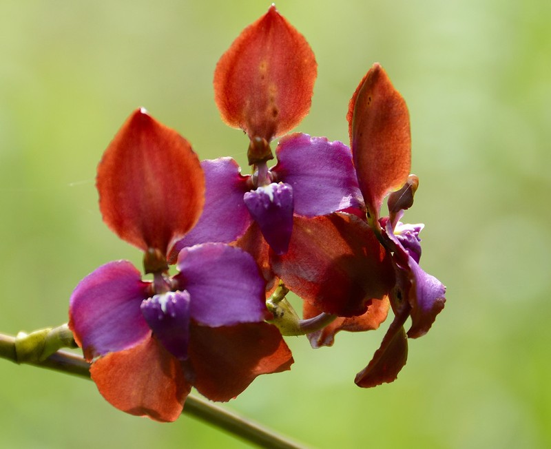 Cyrtochilum orgyale photo 3