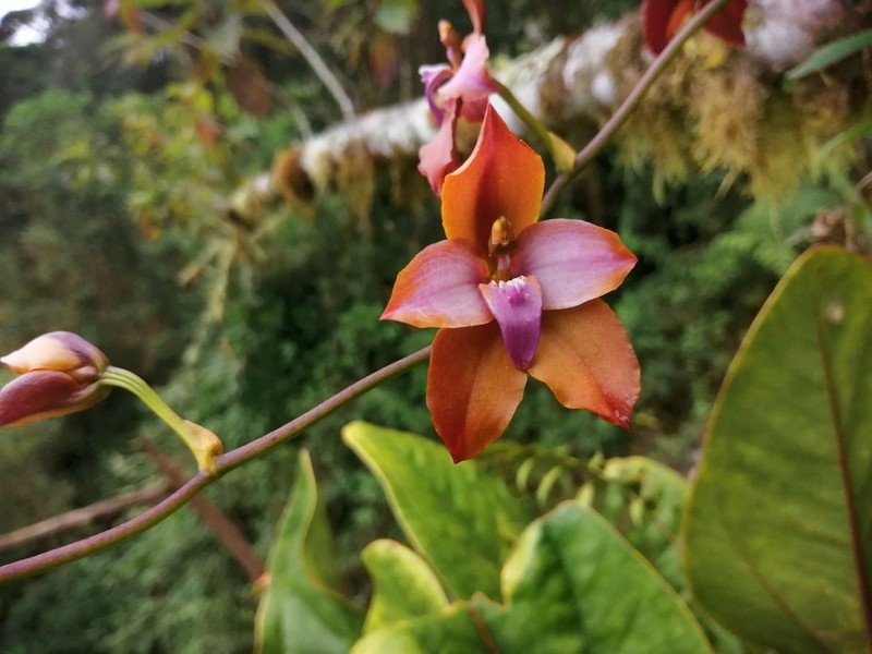 Cyrtochilum orgyale photo 4