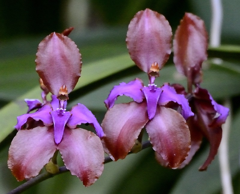 Cyrtochilum orgyale photo 5
