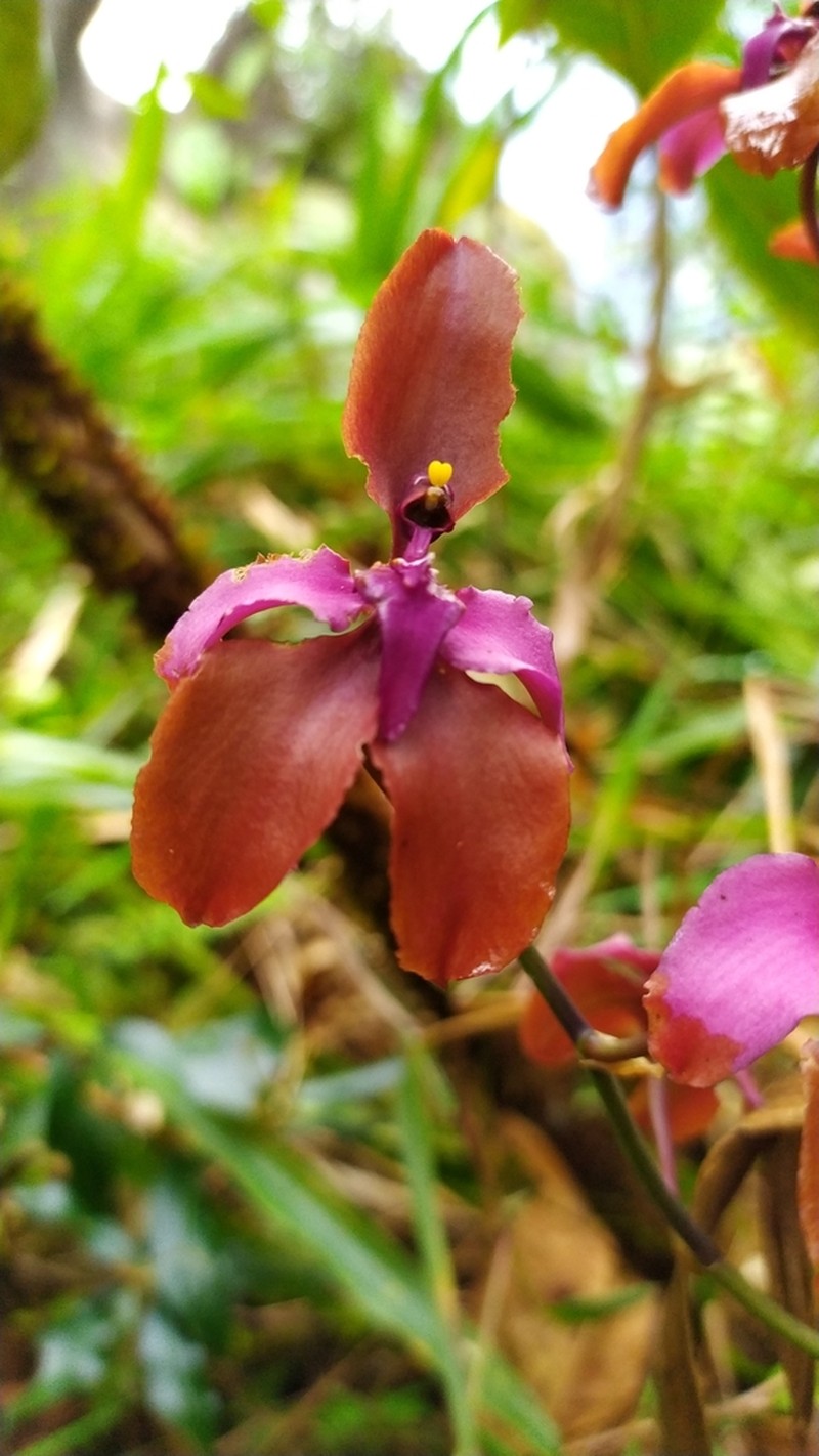 Cyrtochilum orgyale photo 6