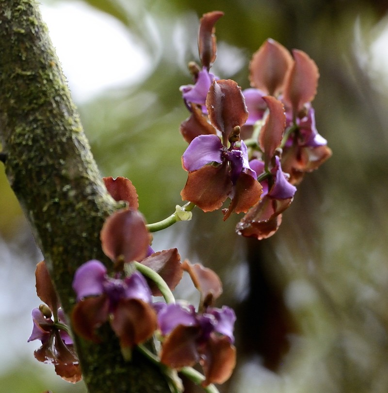 Cyrtochilum orgyale photo 7