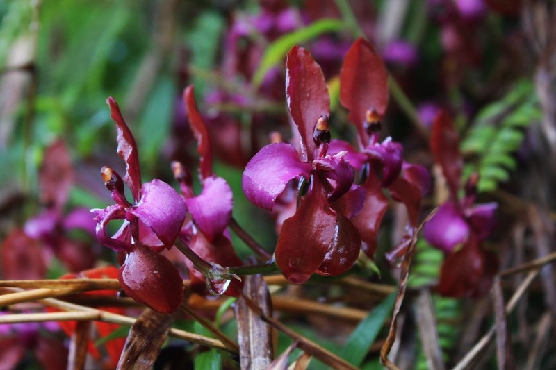 Cyrtochilum orgyale photo 8