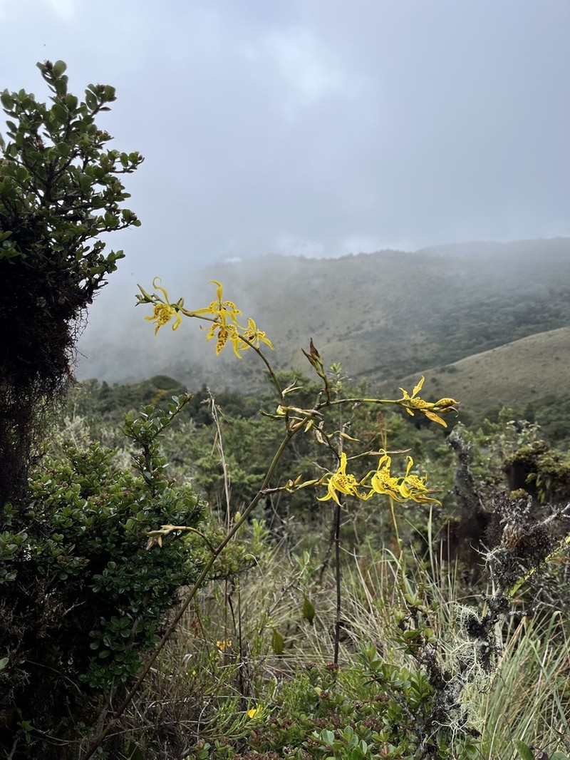 Cyrtochilum pardinum