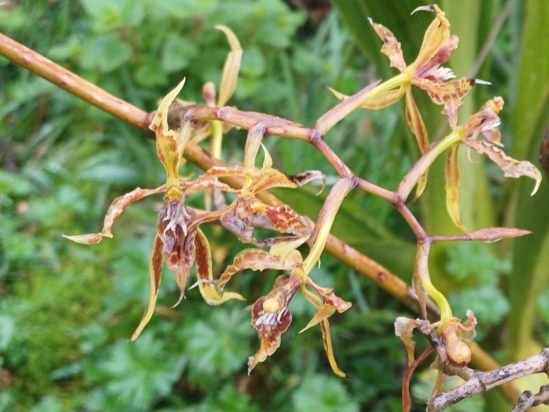 Cyrtochilum pardinum photo 2