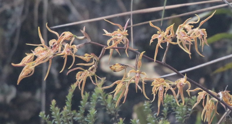 Cyrtochilum pardinum photo 3