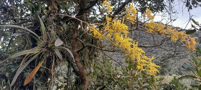 Cyrtochilum pardinum photo 4