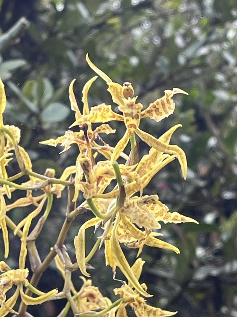 Cyrtochilum pardinum photo 5