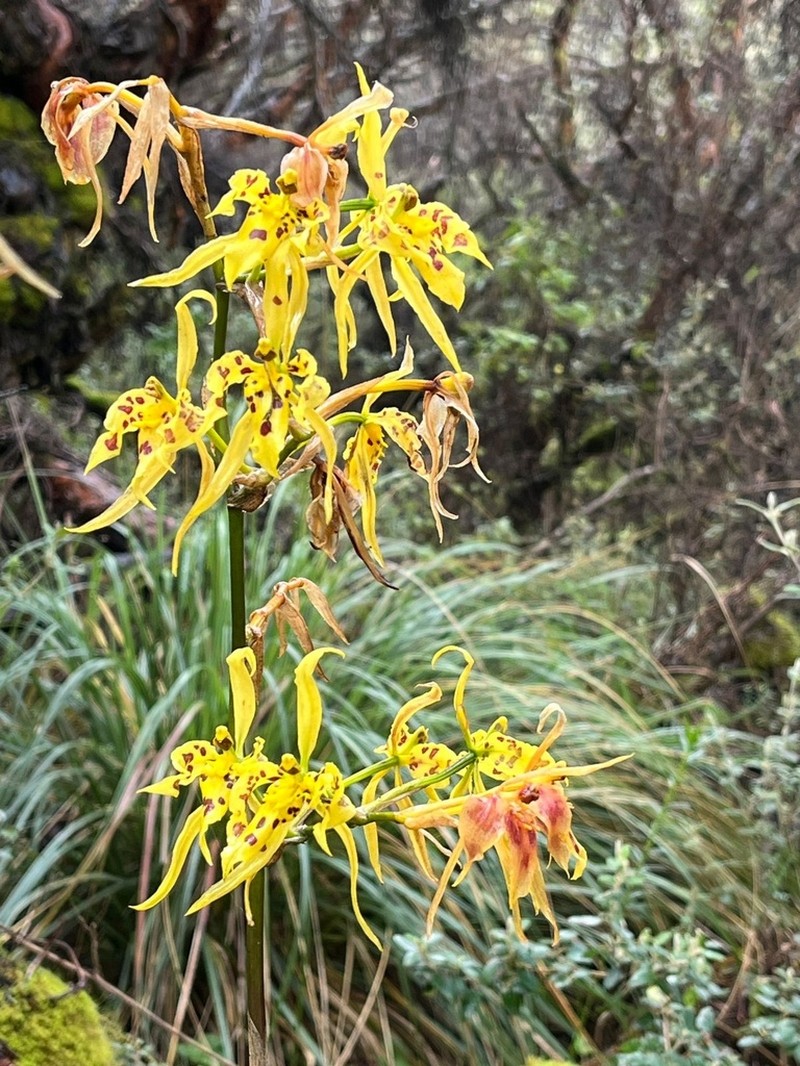 Cyrtochilum pardinum photo 6