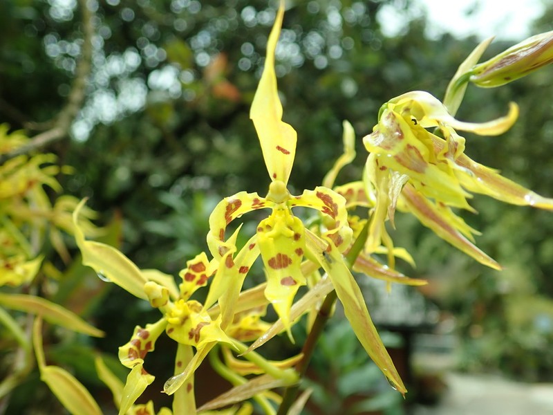 Cyrtochilum pardinum photo 7