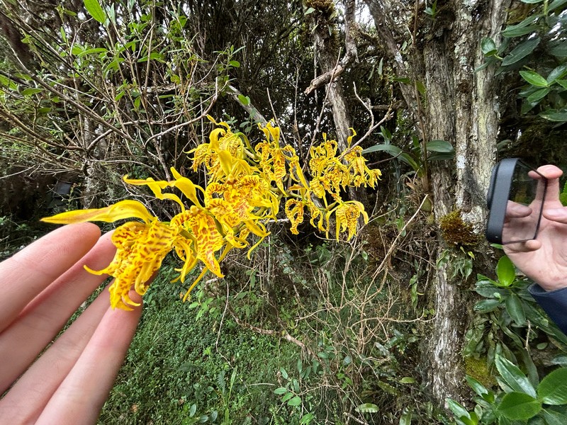 Cyrtochilum pardinum photo 8