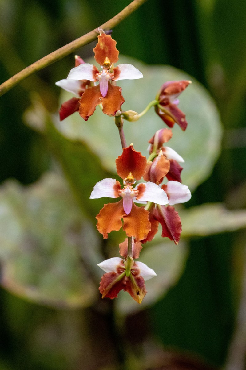 Cyrtochilum pastasae