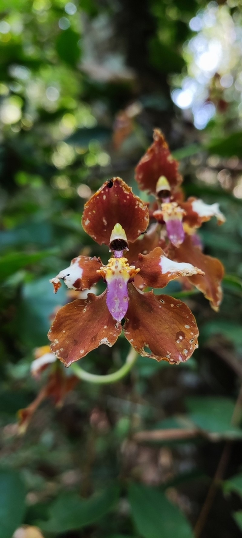 Cyrtochilum pastasae photo 2