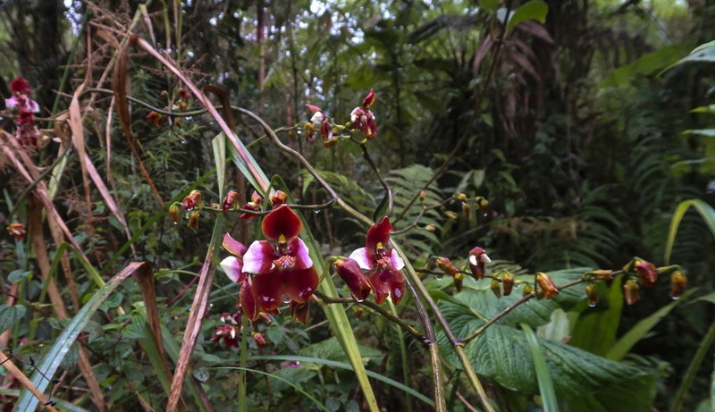 Cyrtochilum pastasae photo 3
