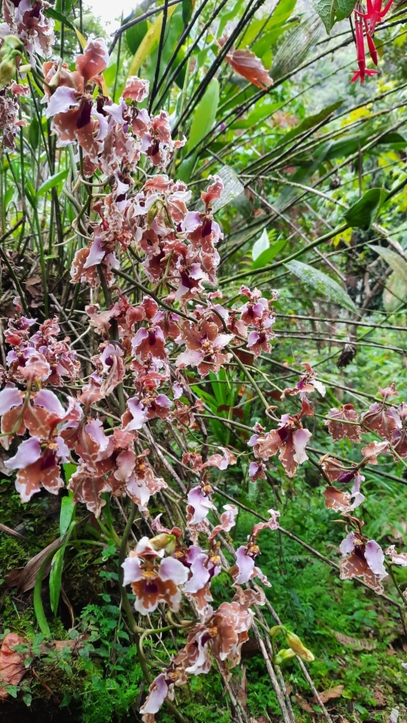 Cyrtochilum pastasae photo 4