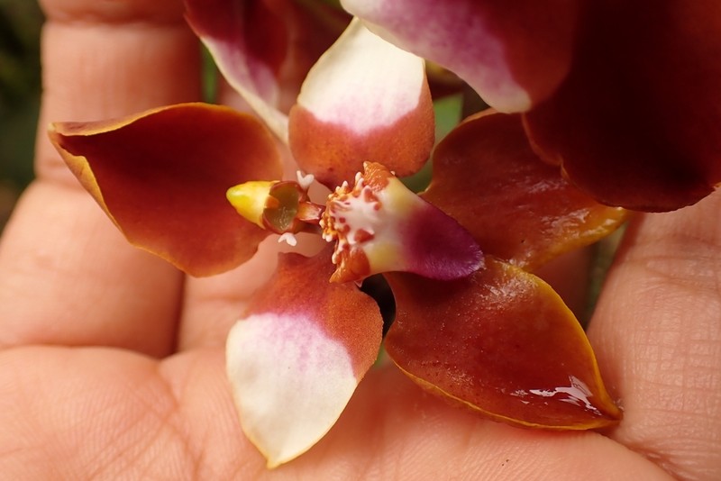 Cyrtochilum pastasae photo 5
