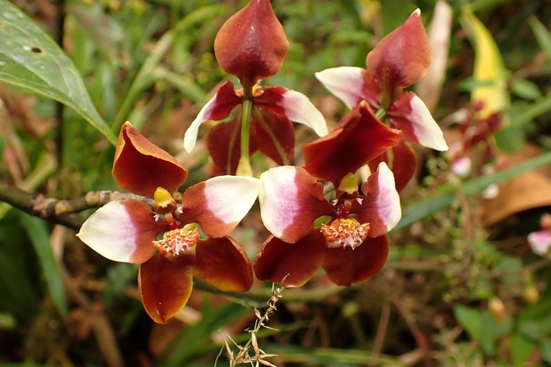 Cyrtochilum pastasae photo 6