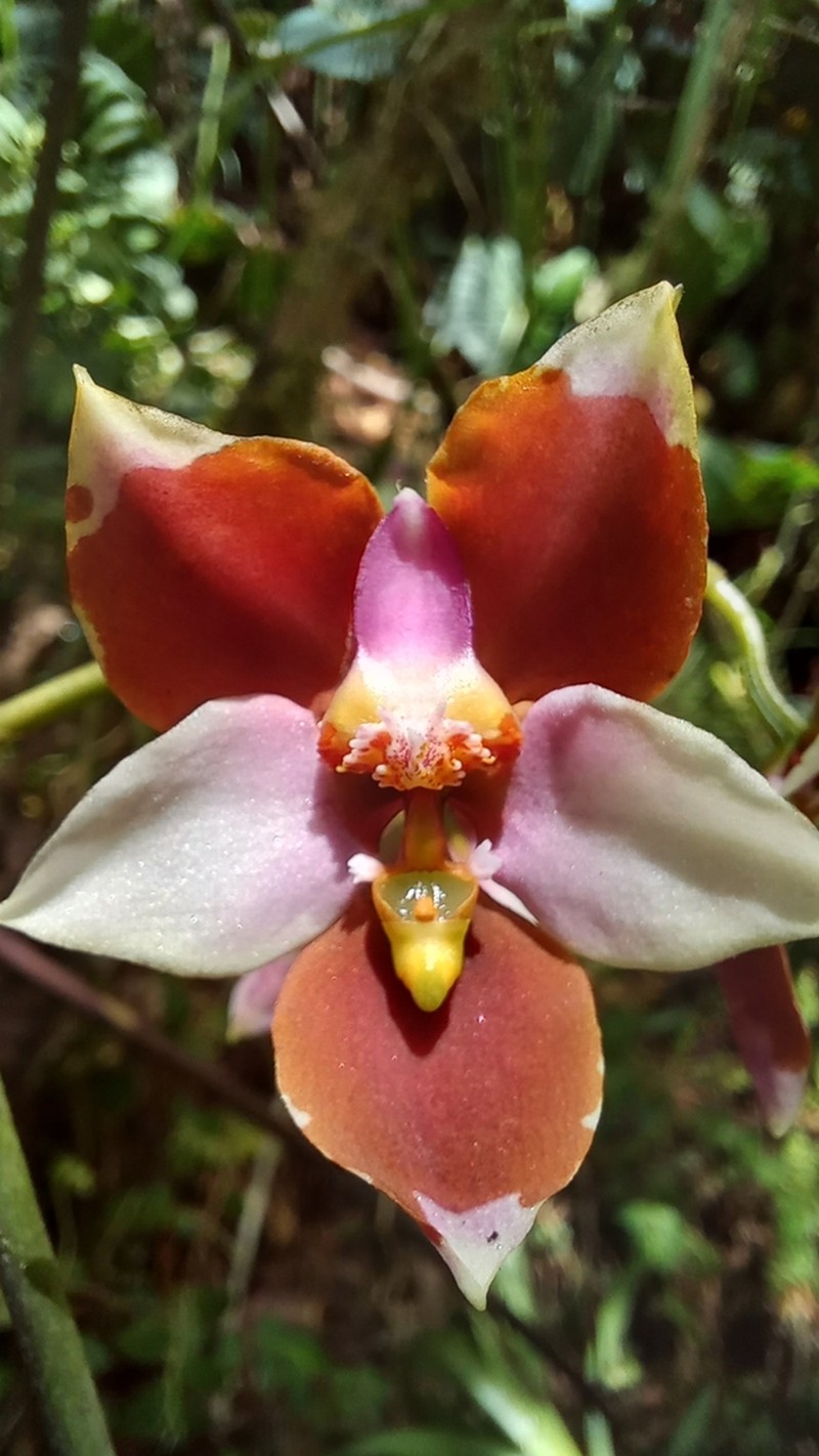 Cyrtochilum pastasae photo 7