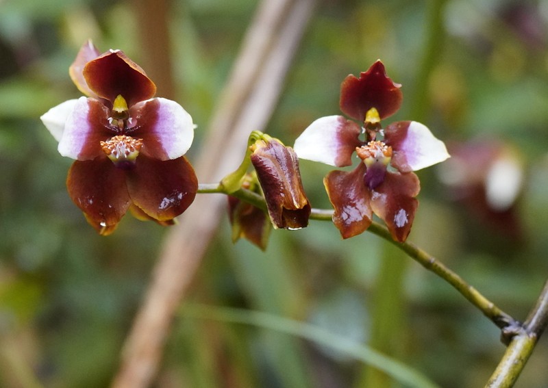 Cyrtochilum pastasae photo 8