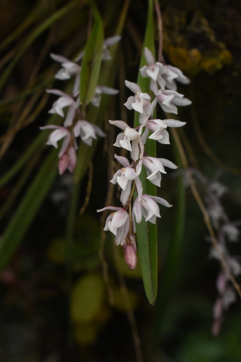 Cyrtochilum patens