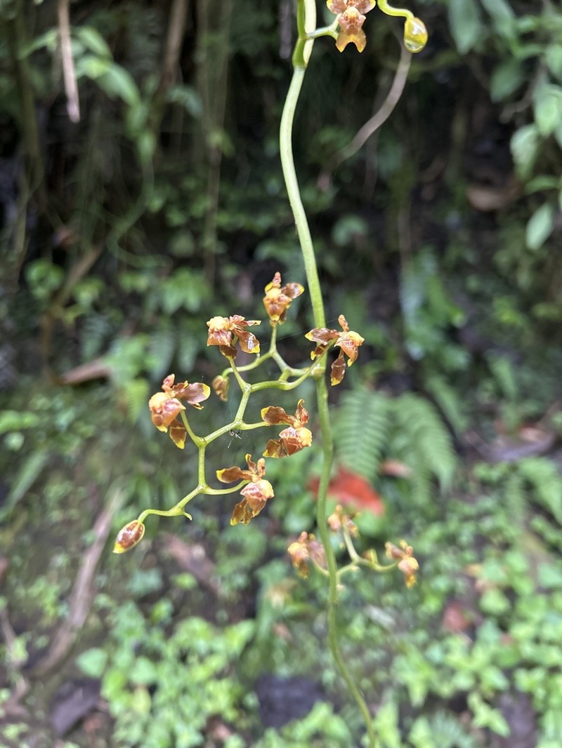 Cyrtochilum porrigens