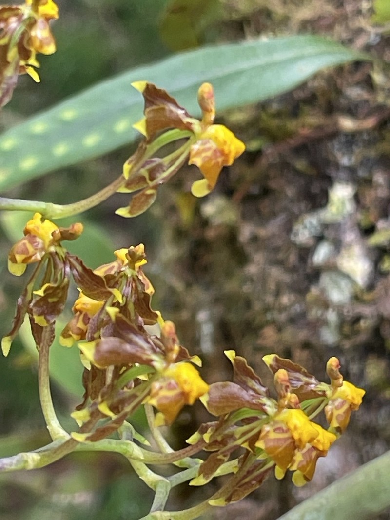 Cyrtochilum porrigens photo 2