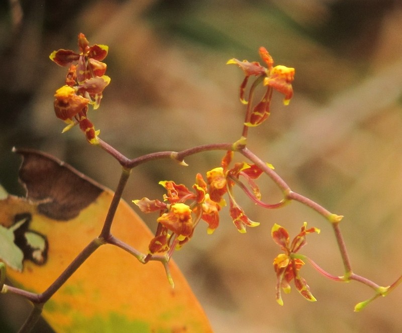 Cyrtochilum porrigens photo 3