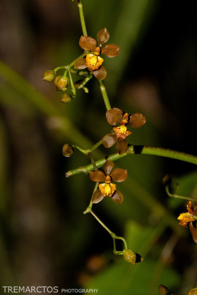 Cyrtochilum porrigens photo 4