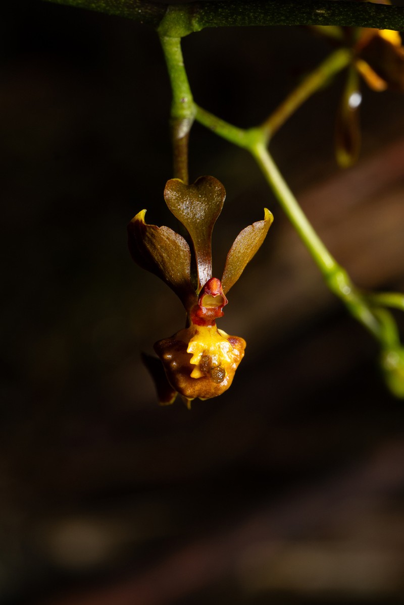 Cyrtochilum porrigens photo 5