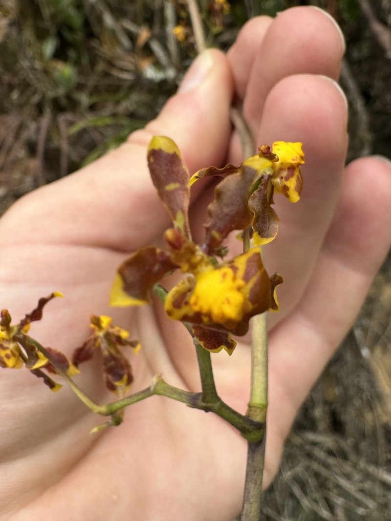 Cyrtochilum porrigens photo 6