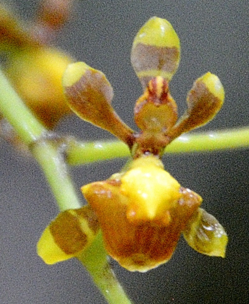 Cyrtochilum porrigens photo 7