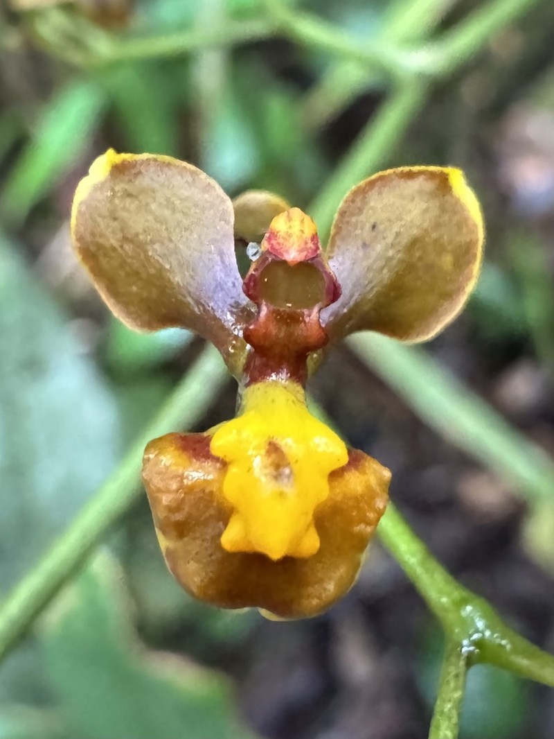 Cyrtochilum porrigens photo 8