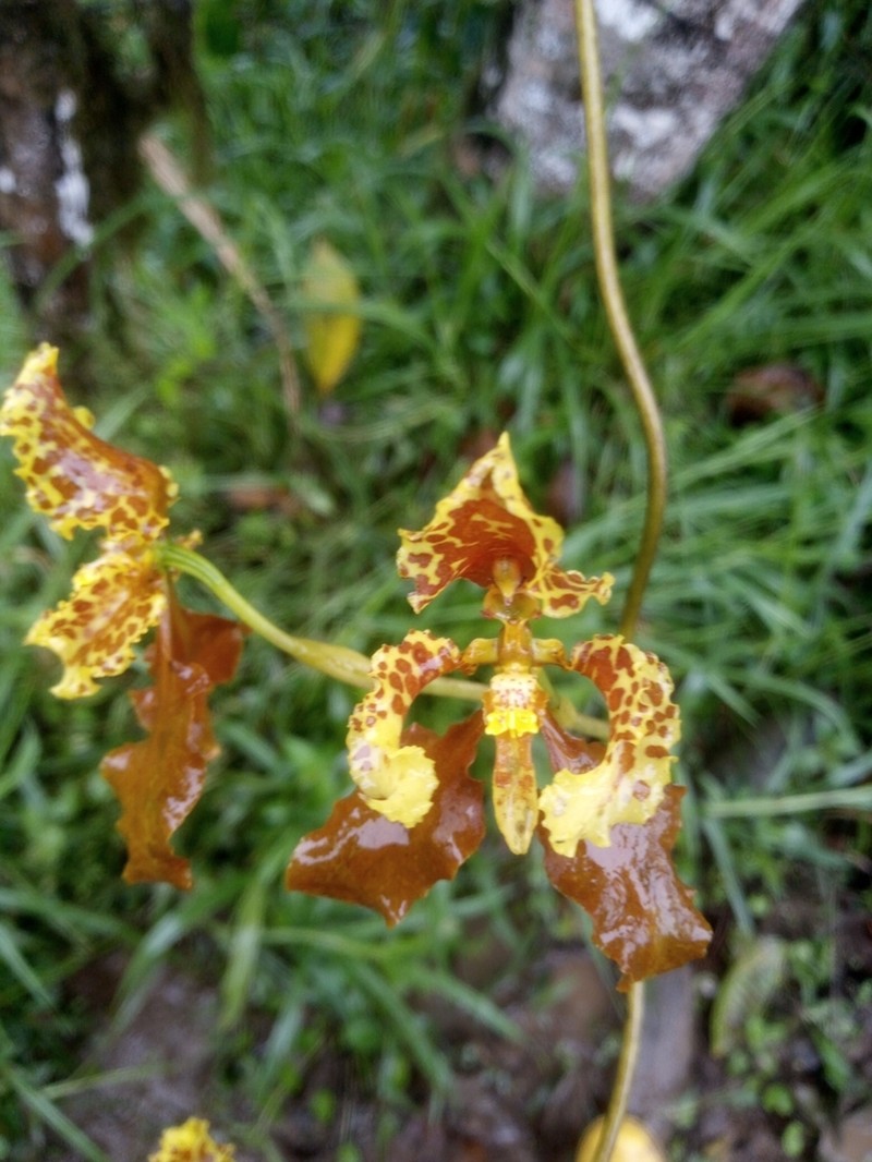 Cyrtochilum pozoi