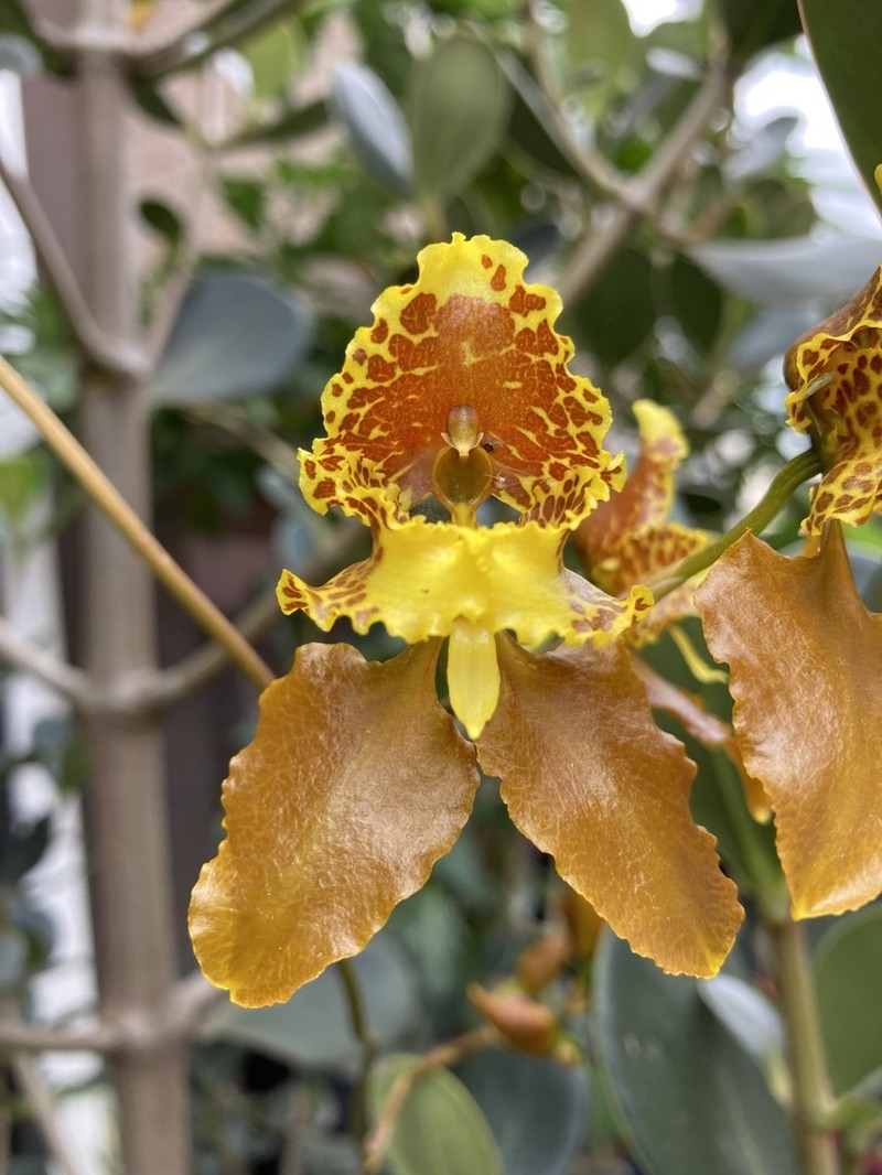 Cyrtochilum pozoi photo 3