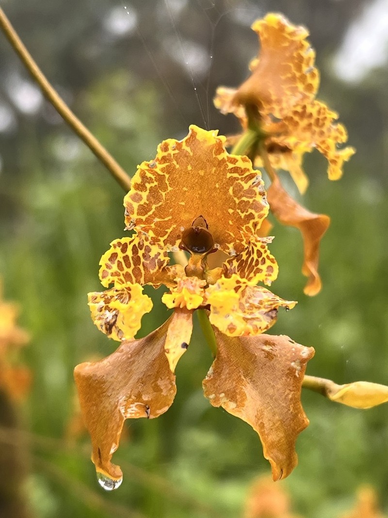 Cyrtochilum pozoi photo 4