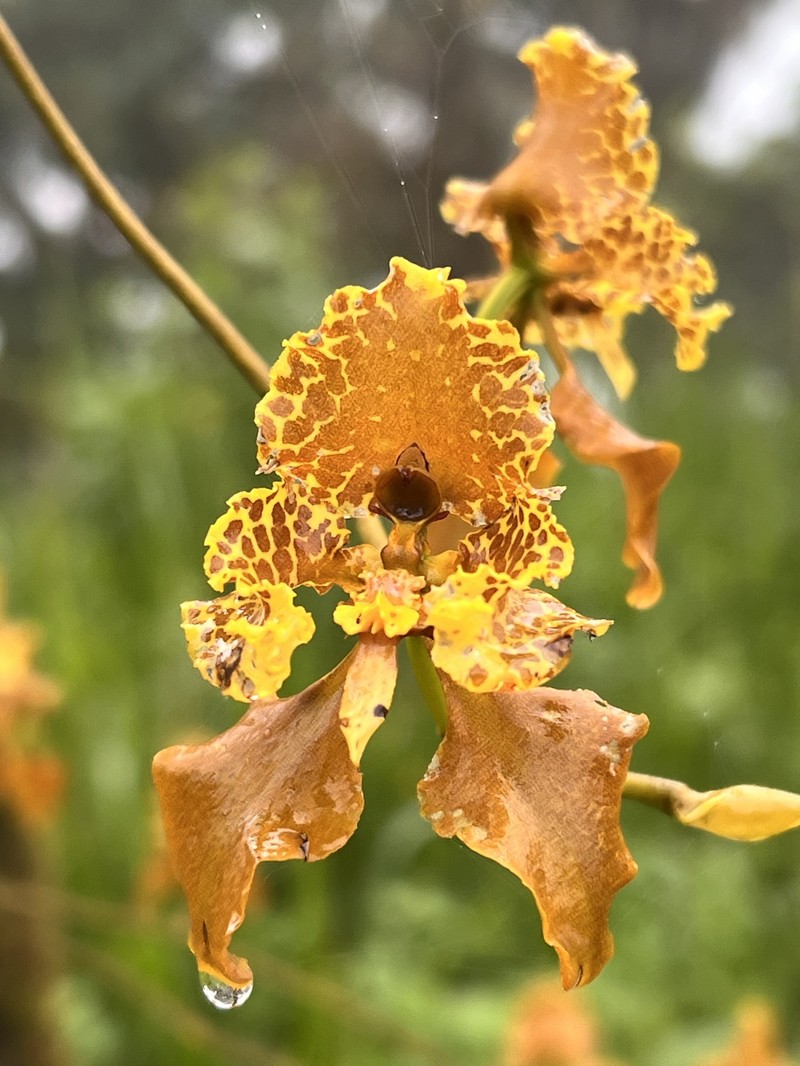 Cyrtochilum pozoi photo 5