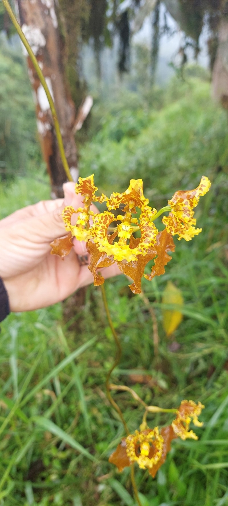 Cyrtochilum pozoi photo 6